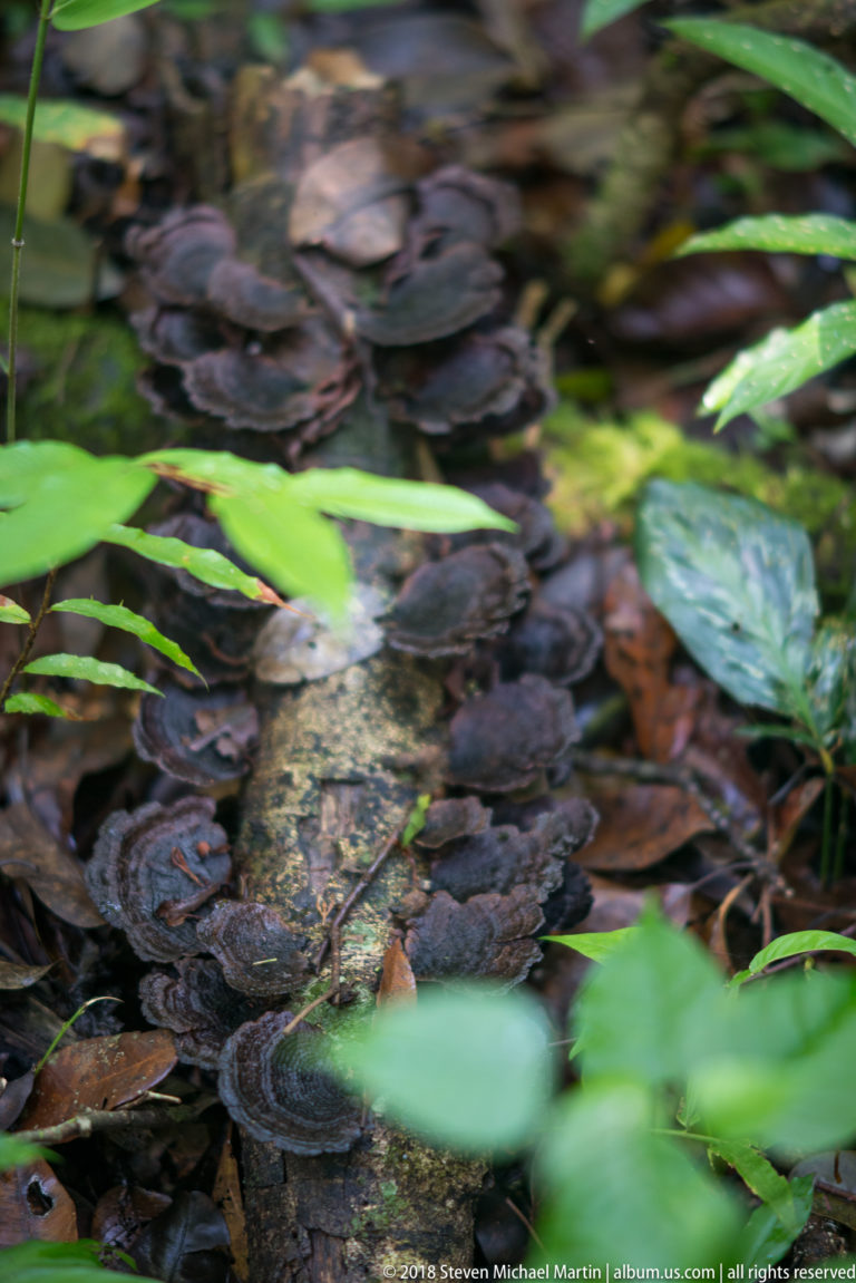 Overlapping brown bracket fungi on decaying wood among wet leaves and green rainforest plants.