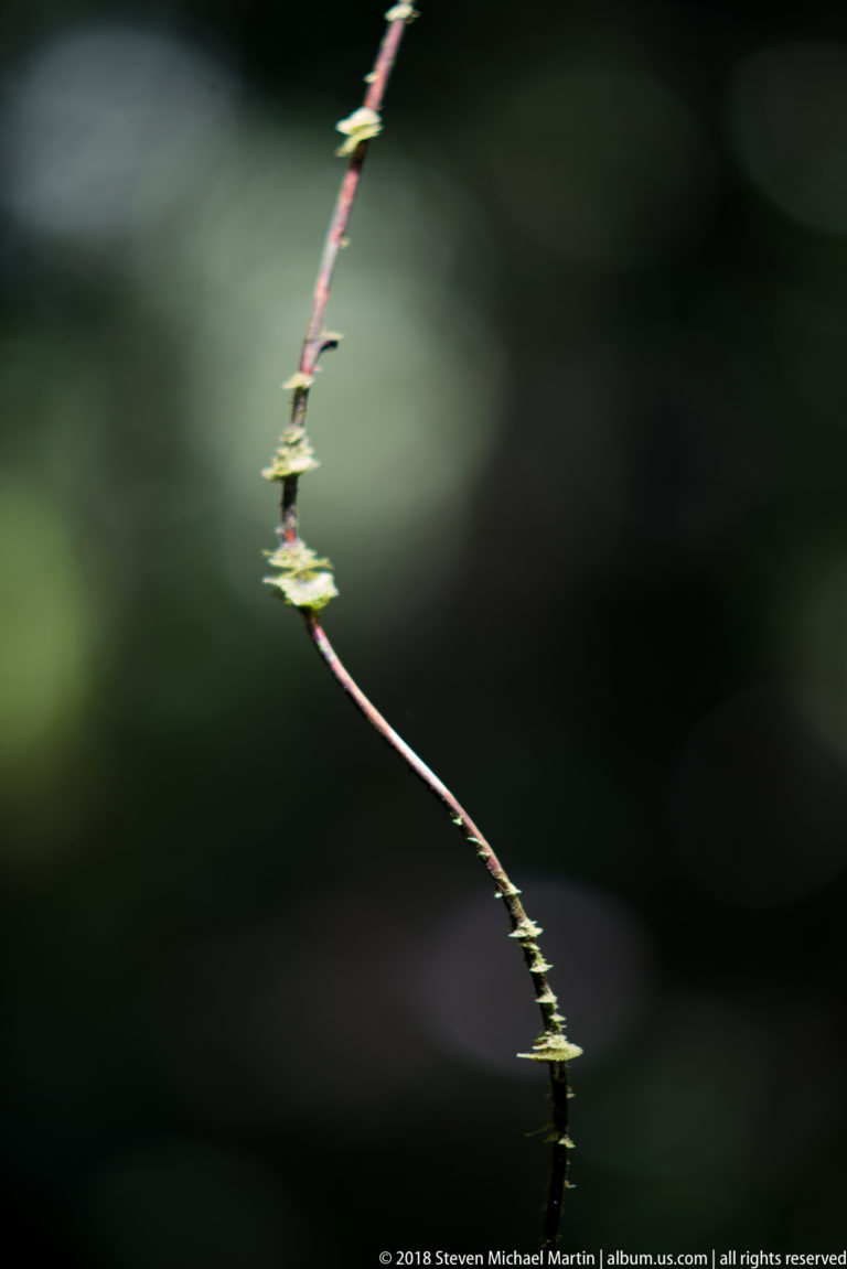 Thin curving vine with tiny green growth along its stem against a dark blurred rainforest background.