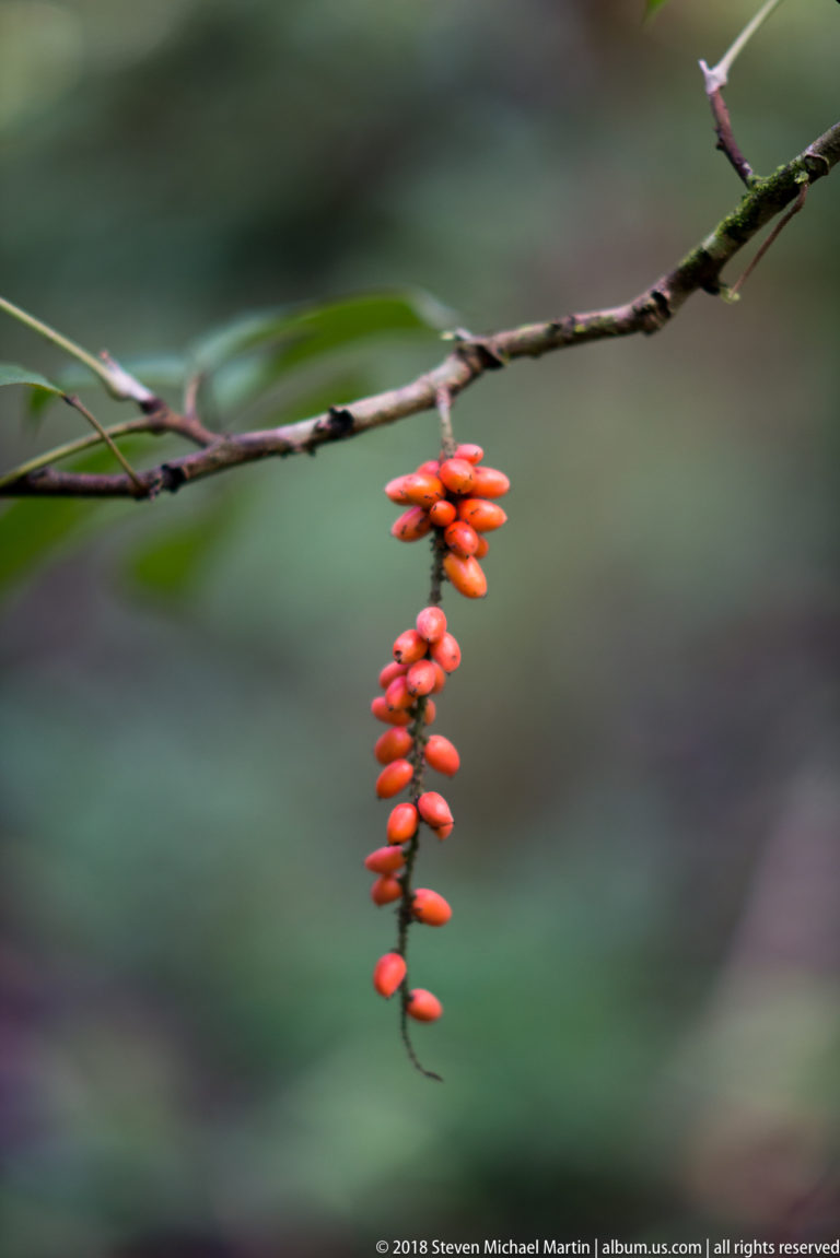 Cluster of elongated orange-red berries hanging beneath a thin branch against blurred green forest.