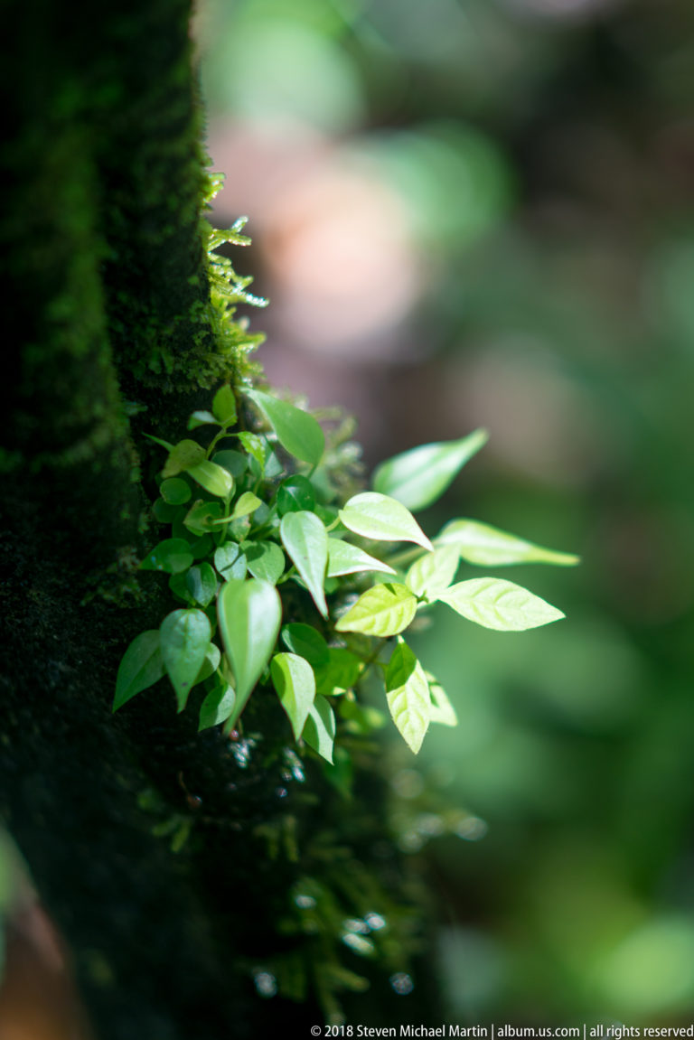 Bright green leafy shoot emerging from a dark moss-covered trunk with softly blurred rainforest behind.