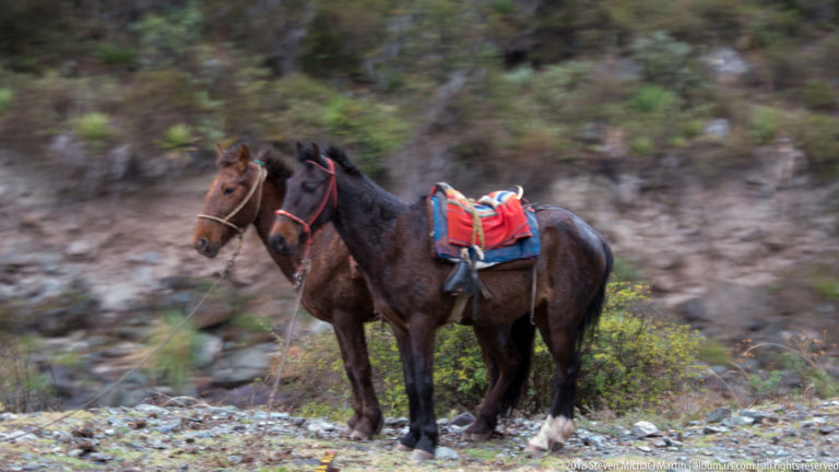 Two saddled horses, one with a bright red pack, standing on rocky ground beside the route.