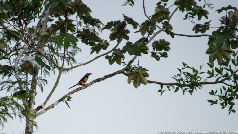 Small aracari toucan perched high among spreading branches and leaves in the forest canopy.