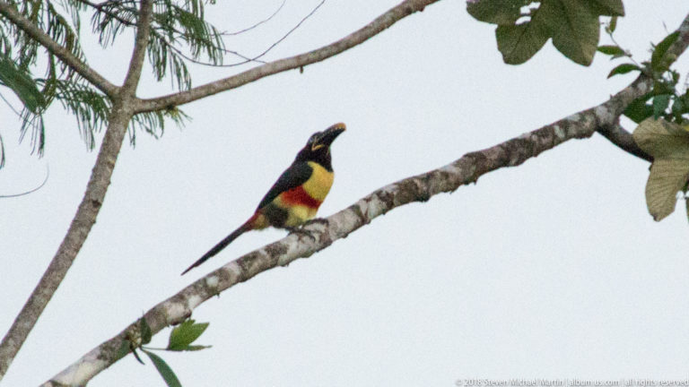 Close aracari toucan perched on a branch against pale sky, showing long patterned bill, black upperparts, yellow belly, and red band.