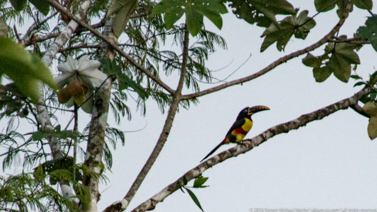 Upright aracari toucan on a sloping branch amid foliage, with yellow chest, red abdominal marking, and long patterned bill.
