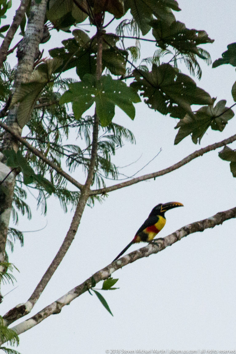 Aracari toucan perched in profile on a bare branch, showing a long patterned bill, dark head, yellow belly, and red band.