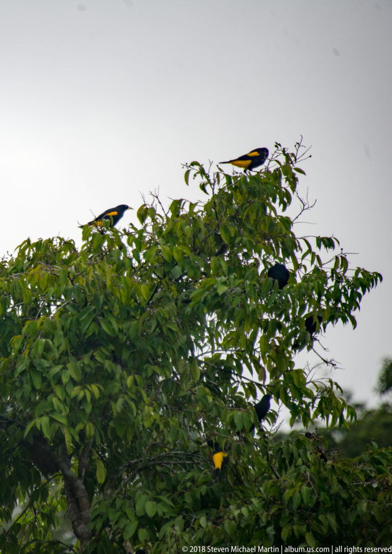 Several yellow-rumped caciques scattered through the upper branches of a broad green tree canopy.