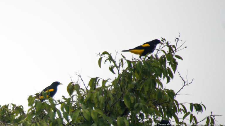 Two yellow-rumped caciques perched at different heights in the crown of a leafy tree against a bright sky.