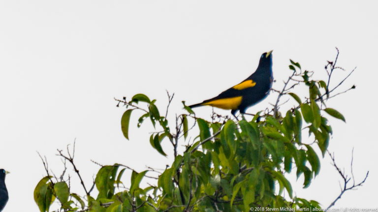 Yellow-rumped cacique perched high in a treetop with bill raised, while a second dark bird is partly visible below.