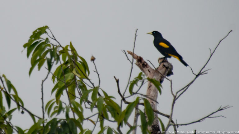 Yellow-rumped cacique standing upright on a broken tree trunk amid sparse branches and green leaves.
