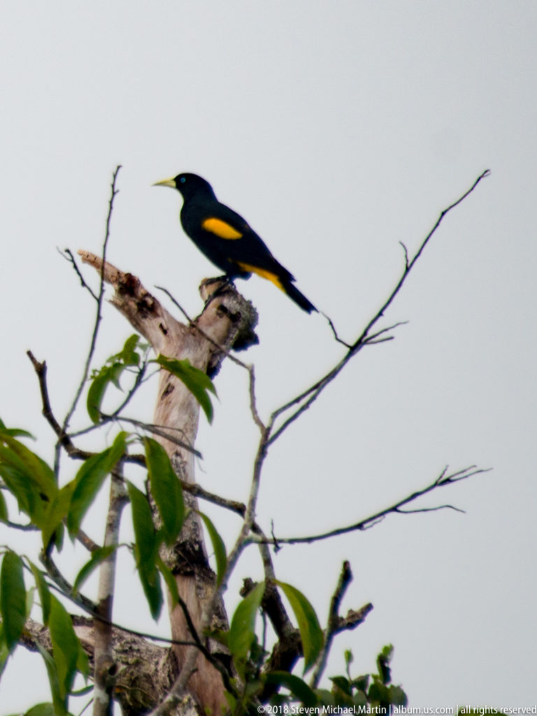 Yellow-rumped cacique in profile on a bare branch against a pale sky, with its yellow wing patch clearly visible.
