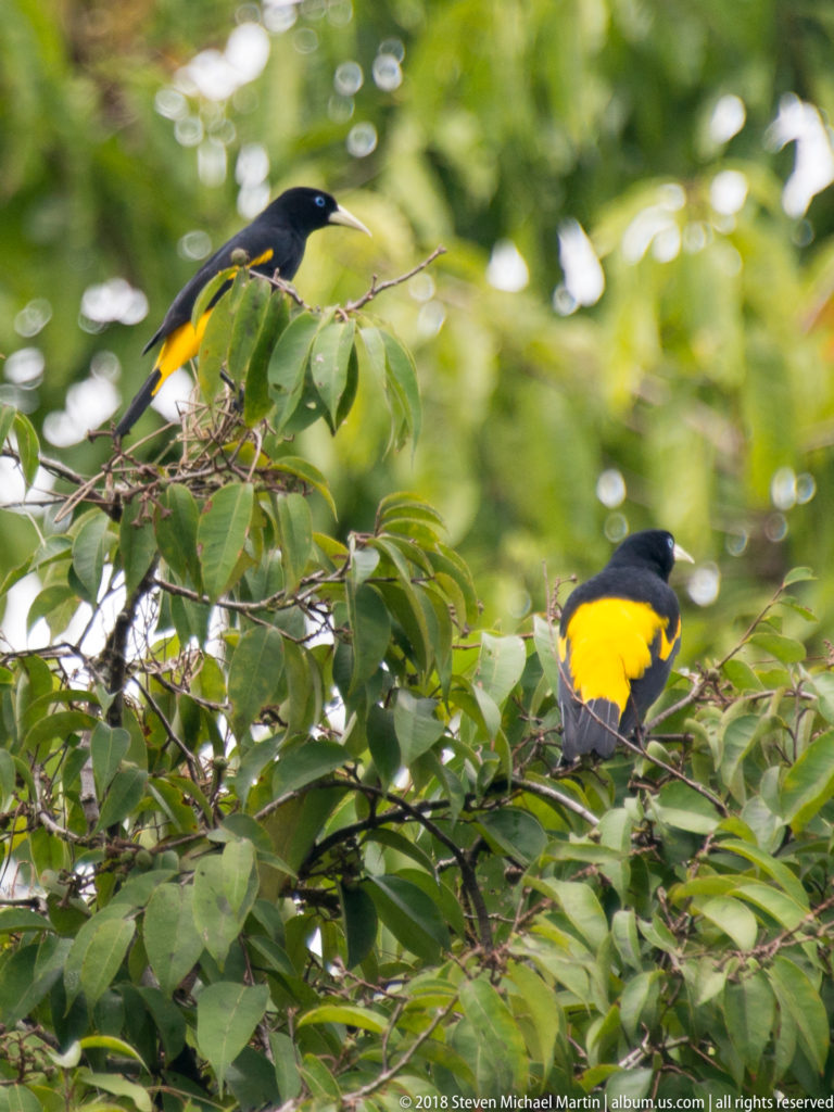 Several yellow-rumped caciques perched across a leafy treetop, their black bodies and vivid yellow patches visible among branches.