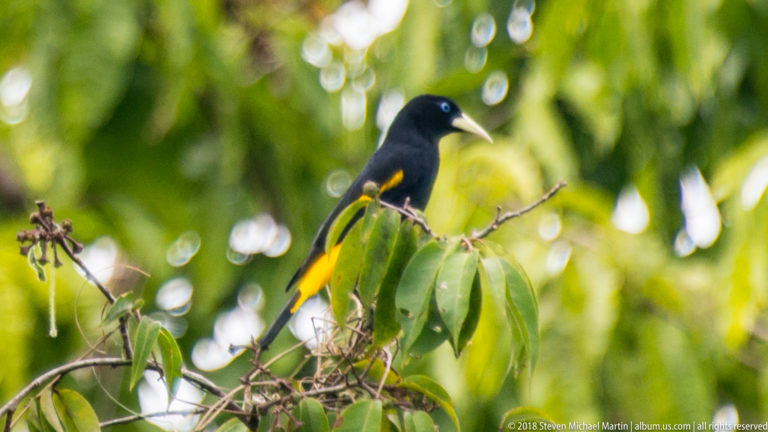 Yellow-rumped cacique perched on a leafy branch, showing black plumage, bright yellow patches, pale bill, and blue eye.