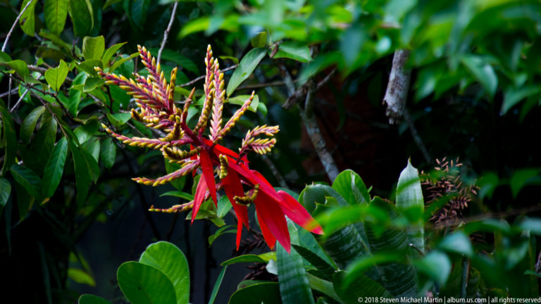 Red bromeliad-like inflorescence at Tuhauyo Lodge.