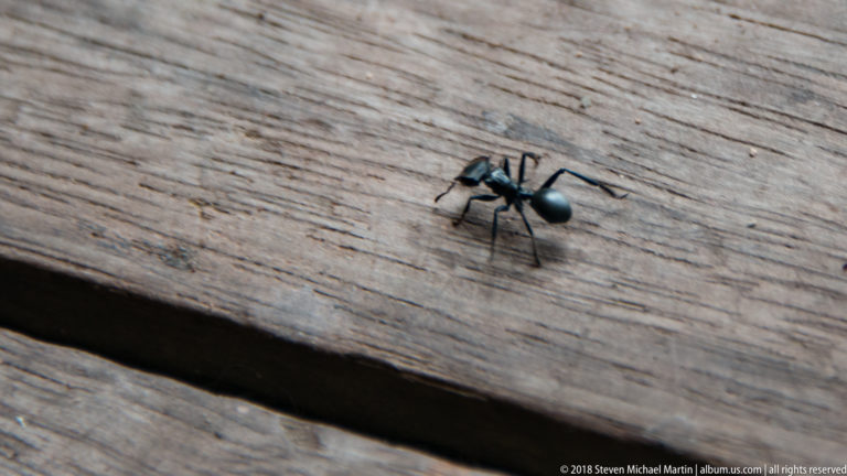 Small ant crossing plank seam at Tuhauyo Lodge.