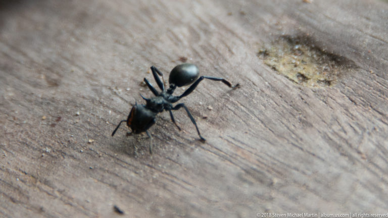 Ant viewed from above on wood at Tuhauyo Lodge.