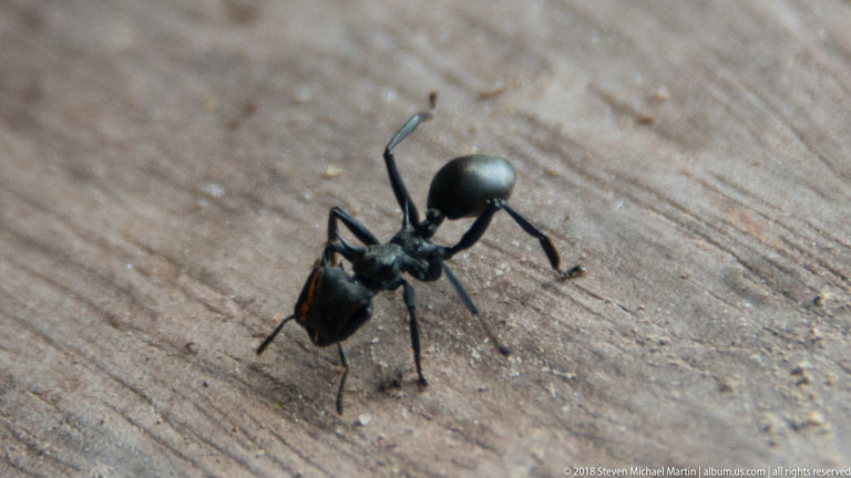 Black ant on wooden deck at Tuhauyo Lodge.