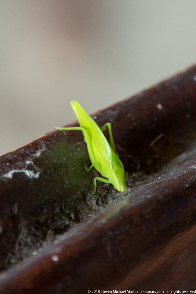 Bright green wedge-shaped insect at Tuhauyo Lodge.