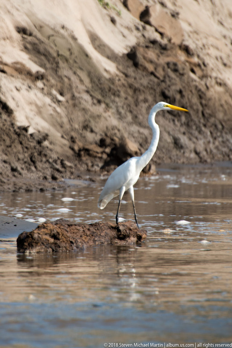 Great egret walking through shallow river water beside a low sand-and-mud bar, neck extended and yellow bill forward.