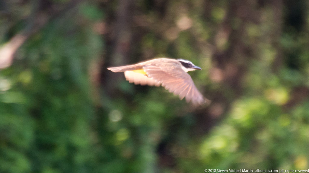 Great kiskadee in level flight with extended brown wings, yellow belly, and striped black-and-white head.