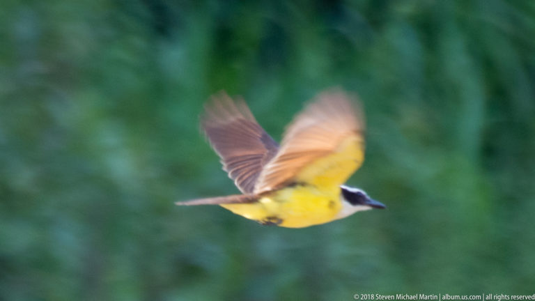 Great kiskadee with yellow belly and black-and-white head flying against blurred green vegetation.