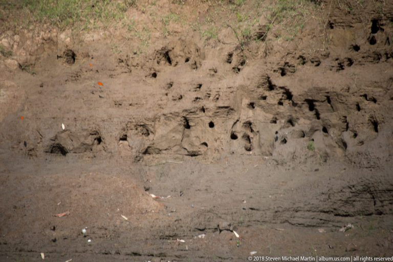 Eroded muddy Tuhauyo River bank with many small cavities above the waterline and sparse vegetation.