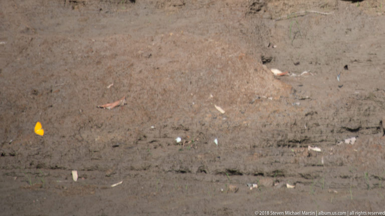 Small orange butterfly flying in front of a broad gray-brown muddy riverbank.