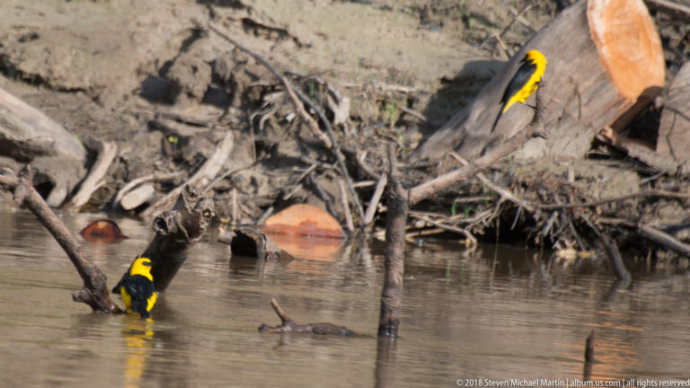Two yellow-and-black birds, one at the waterline and one on a log above the muddy bank.