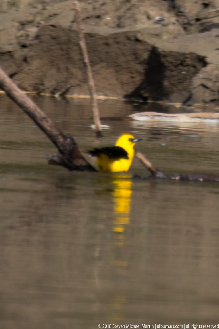 Bright yellow-and-black bird flying low over brown river water with a blurred reflection below.