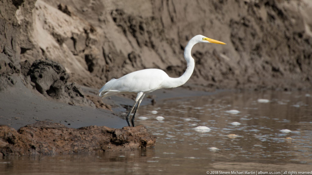 Great egret standing in shallow brown water beside an eroded mud bank, with yellow bill and long dark legs.