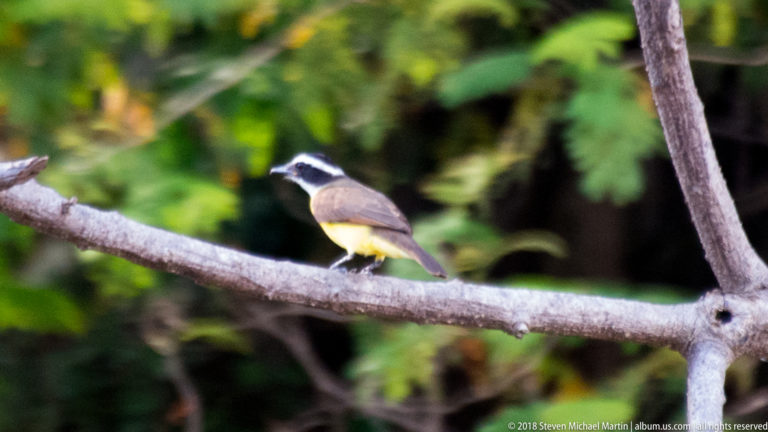 Great kiskadee with black-and-white head, brown back, and yellow belly perched on a bare branch.