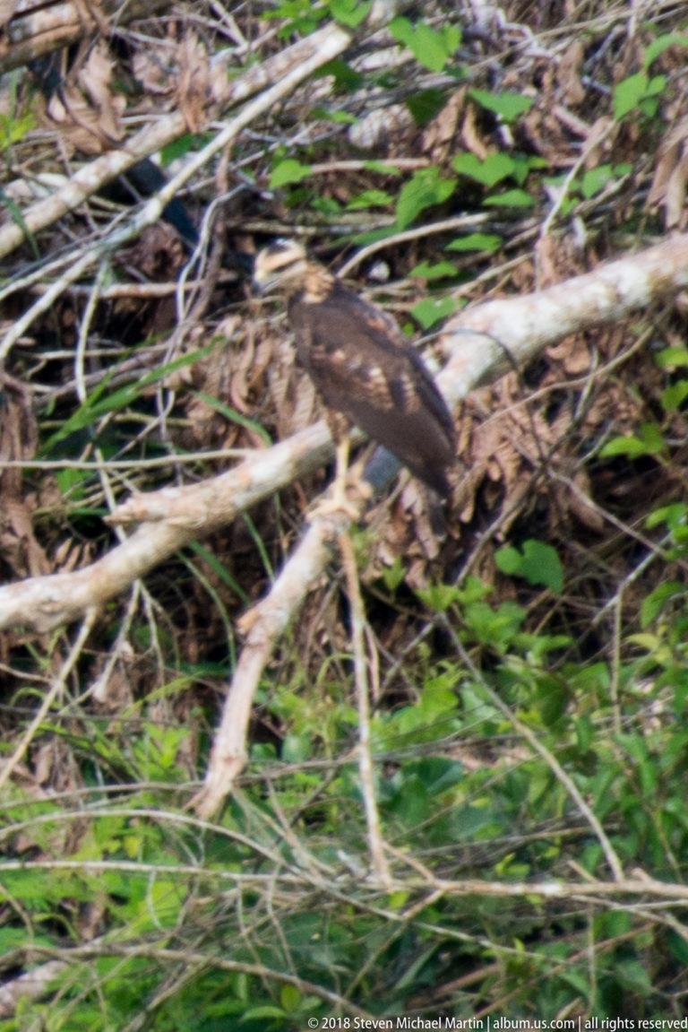 Partly obscured brown bird moving through tangled pale branches and green riverbank vegetation.