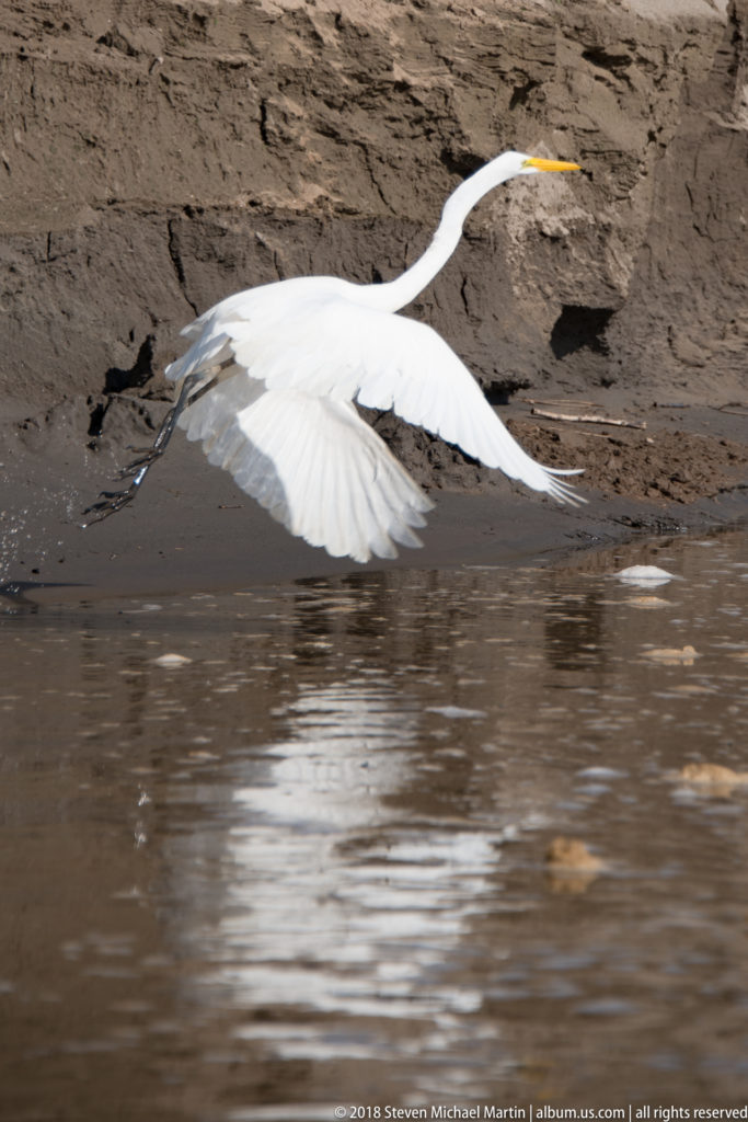 Great egret flying low over brown river water with broad white wings extended beside an eroded mud bank.