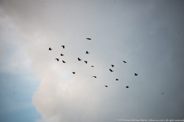 Loose flock of small dark birds flying across a gray, cloud-filled sky.