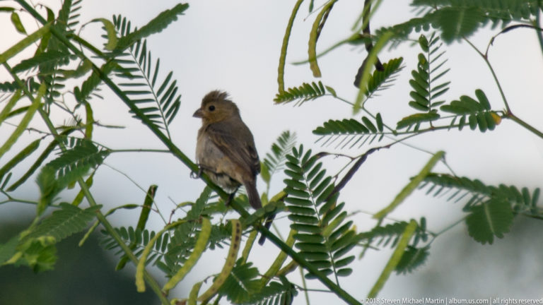 Small upright brown songbird perched on a thin branch amid compound leaves and long seed pods.