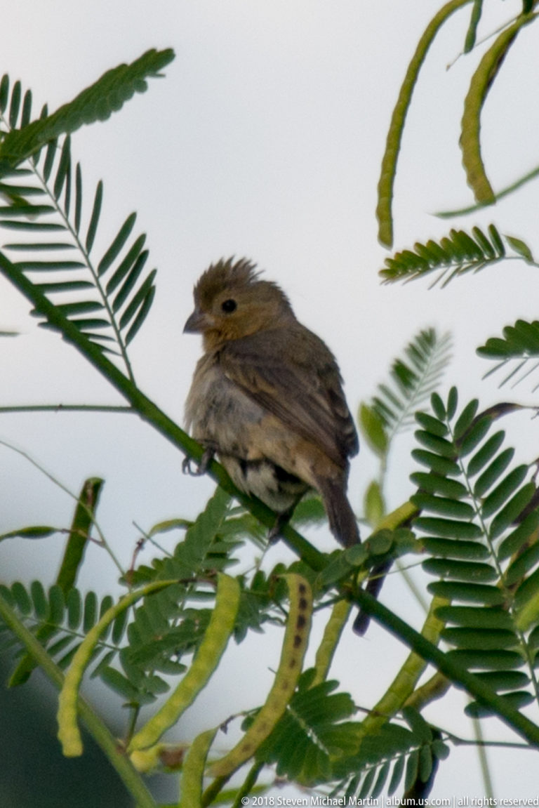 Small brown songbird perched among compound green leaves and hanging seed pods.