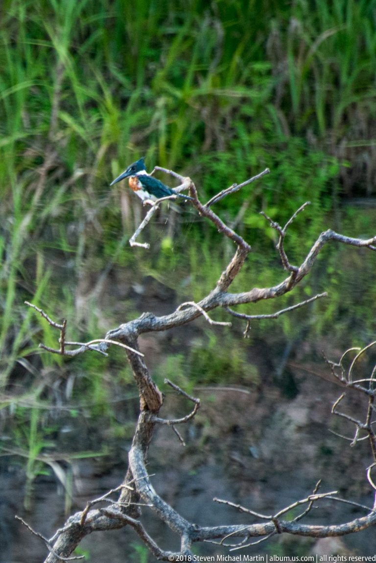 Small blue-green kingfisher with long bill flying low above bare branches beside the river.