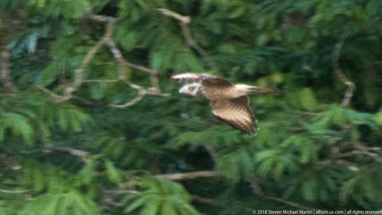 Brown-and-cream bird with barred wings flying across dense green riverbank forest.