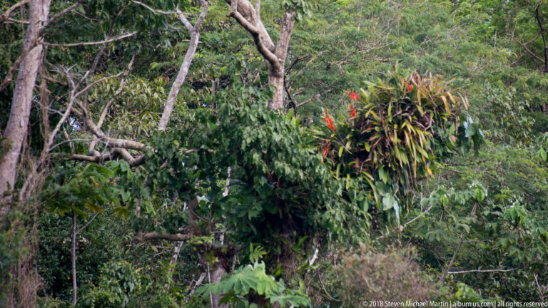 Dense Amazonian riverbank forest with tangled trunks, broad foliage, epiphytes, and several red flower spikes.