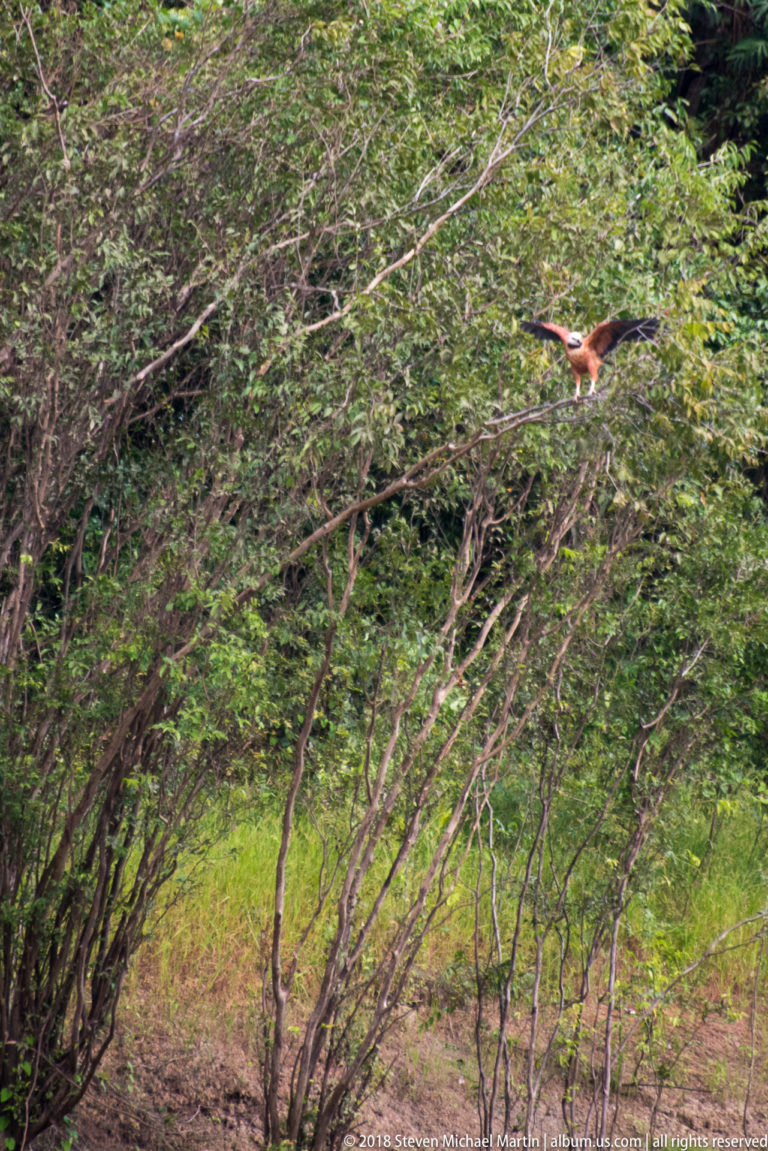 Distant chestnut raptor flying above dense green riverbank trees along the Tuhauyo River.