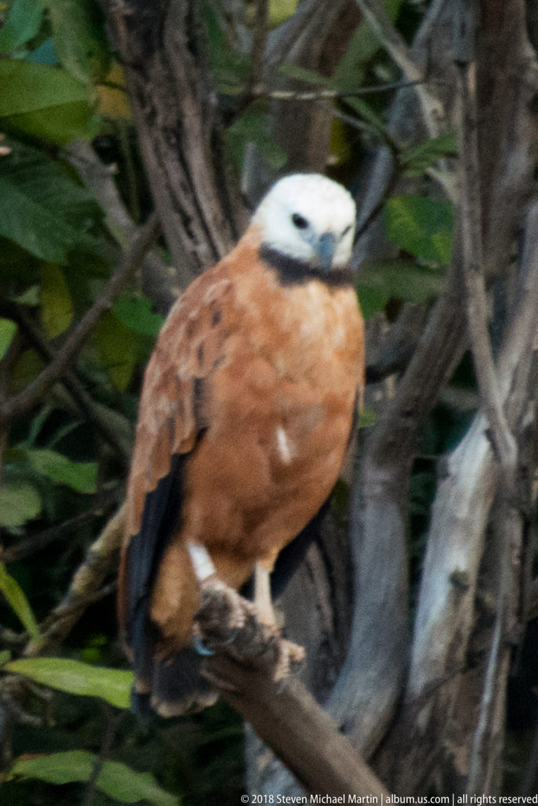 Close black-collared hawk with pale head and chestnut body gripping a branch in forest.