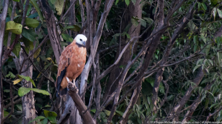 Pale-headed chestnut black-collared hawk perched upright against dense vines and forest stems.