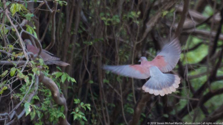Pinkish pigeon landing with gray wings and fanned tail beside another pigeon perched among vines.