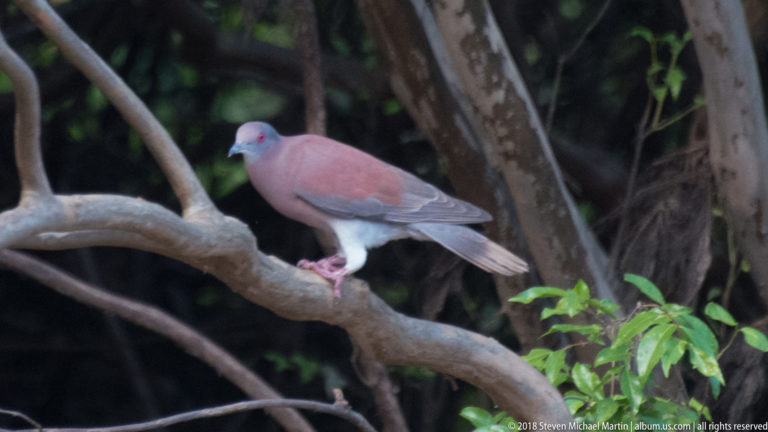 Pinkish pigeon with blue-gray head, red eye, pale belly, and long gray tail perched on a branch.