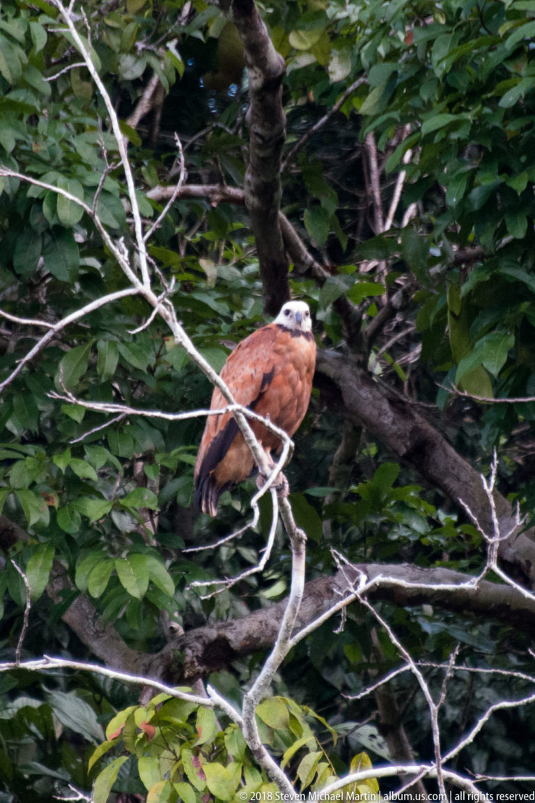 Black-collared hawk perched on a pale branch amid dense green riverside vegetation.