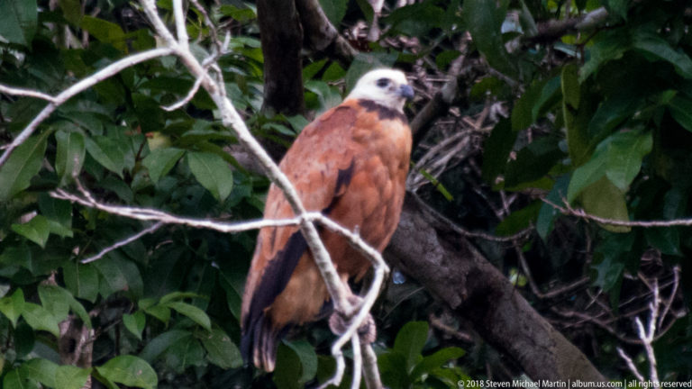 Black-collared hawk with pale head and chestnut body perched among bare twigs and dark foliage.