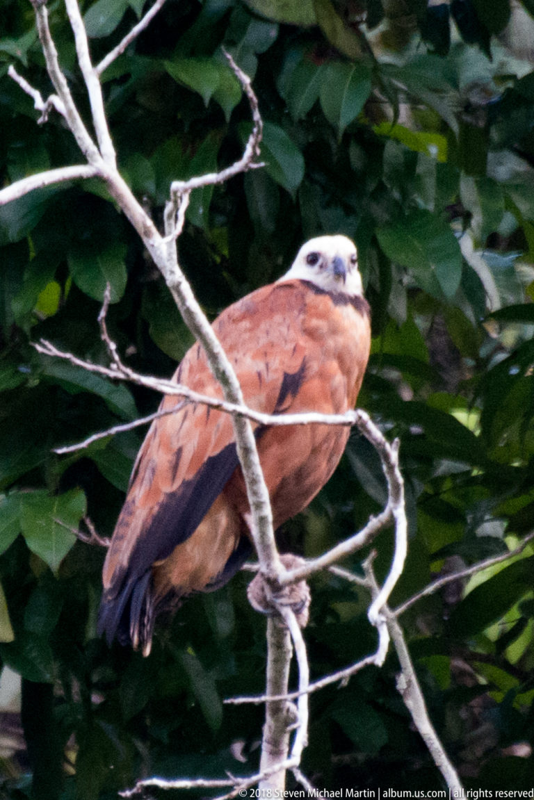 Pale-headed chestnut hawk perched upright on a bare branch before dark green forest.