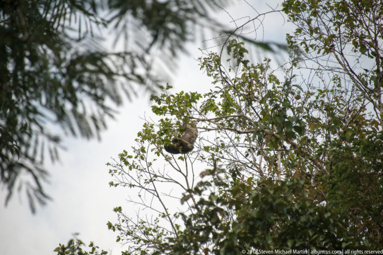 Distant sloth resting high in a leafy riverside tree crown, partly hidden by branches.