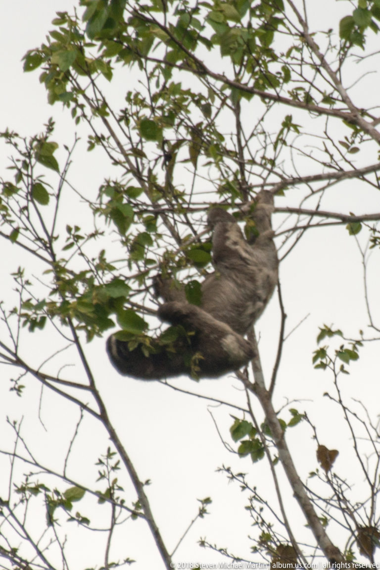 Distant sloth moving horizontally along a slender leafy branch against a bright sky.