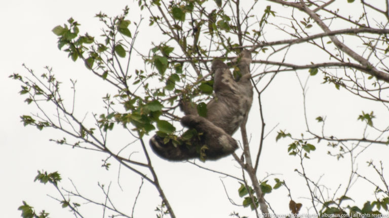 Sloth reaching upward from a forked branch, with its body hanging below among sparse leaves.