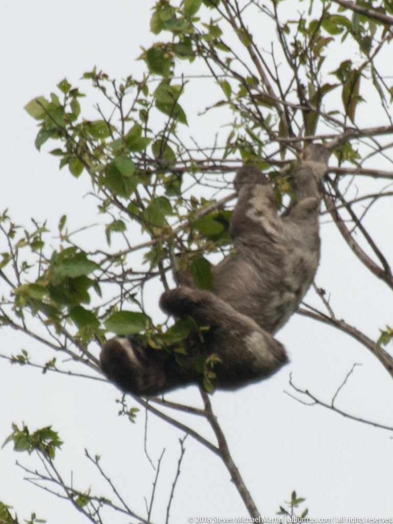 Gray-brown sloth stretched horizontally along a branch beneath dense green canopy foliage.